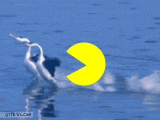 Pac-Man chasing swans