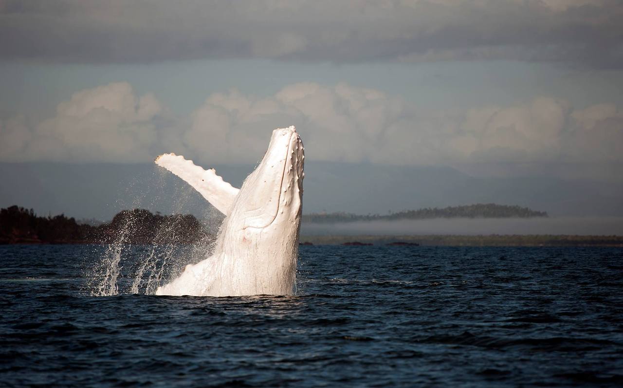 An albino humpback whale off the coast of Australia.