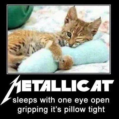 Only proper use of cat imagery