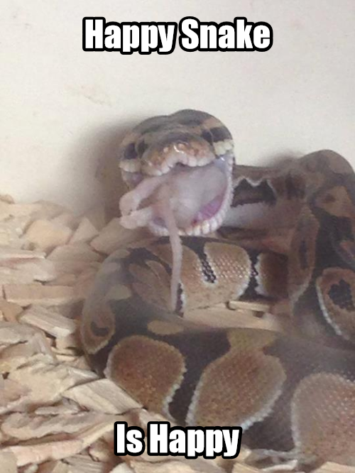 Happy Snake