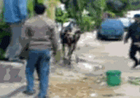 cows love kick