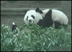 The real reason Pandas are going exstinct