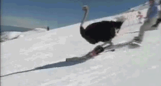 I didn't know ostriches could snowboard