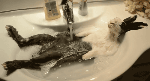 Sorry can't go out. I have to wash my hare.