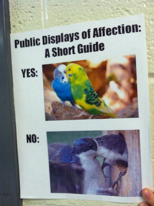 I apparently go to a bird school. Which is for birds.
