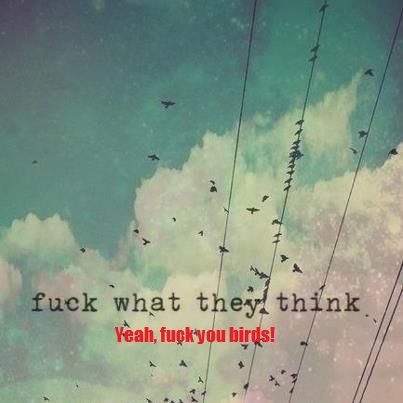 Yeah, f*uck you birds!