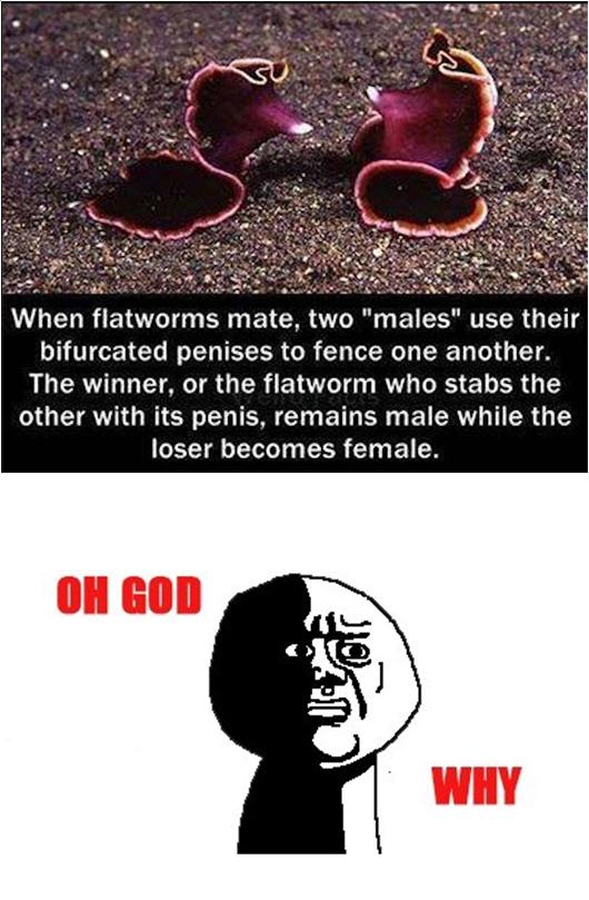 So... here's a fact about flatworms
