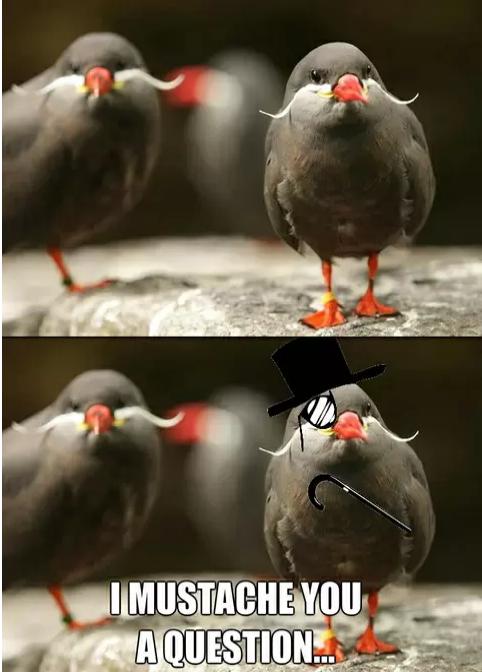 What is it Birdbrain?