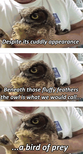 Scheming Owl