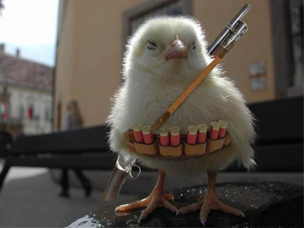angry chicks with guns