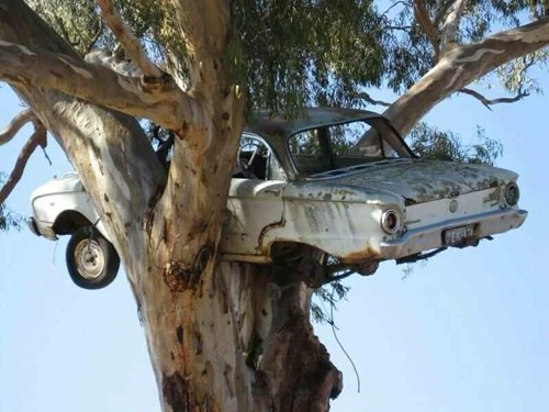 Beautiful Shot of Falcon in Tree