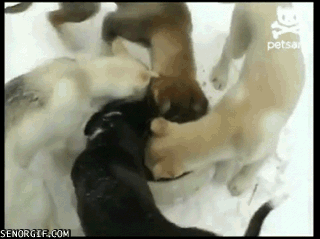 Circle of life