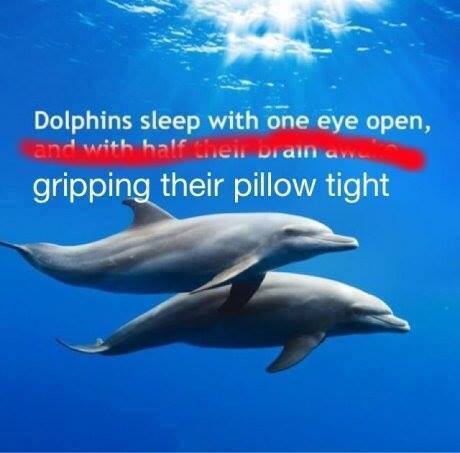 Hush little dolphin, don't say a word