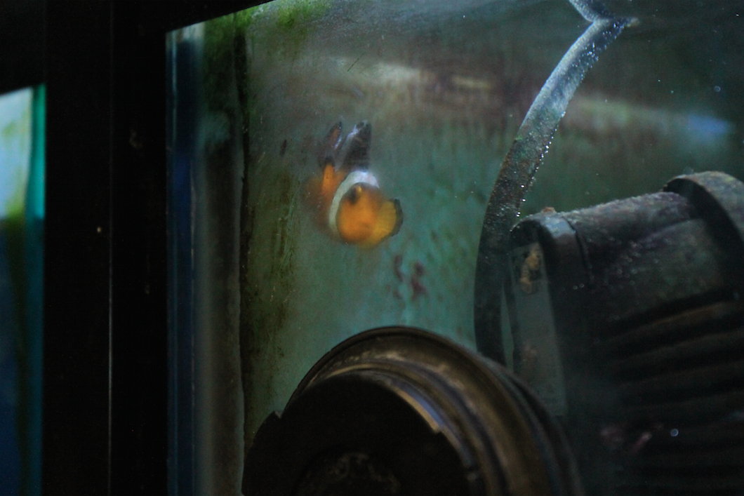 Real life nemo
