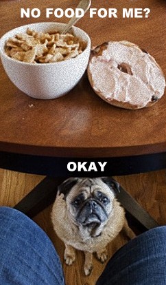Sad pug is hungry