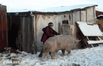Riding a pig... like a boss!