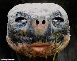 found this while searching for photos of tortoises aaaaaaand i think i'm done with the internet