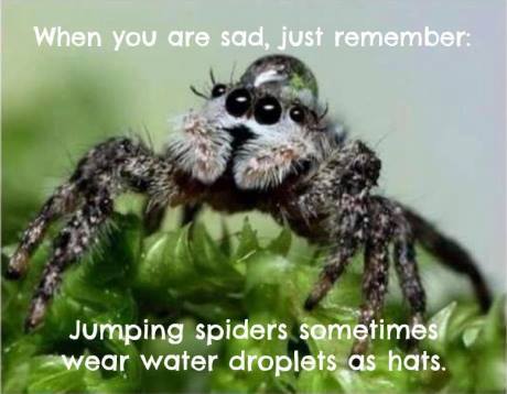 Awwww, spider hats