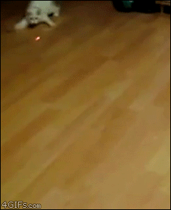Cat chases laser pointer