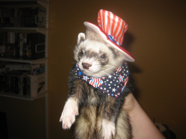 The most American ferret ever