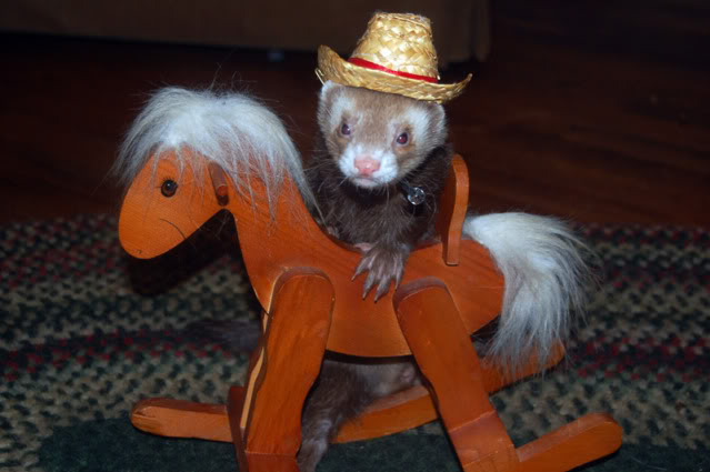 It be sherrif Ferret