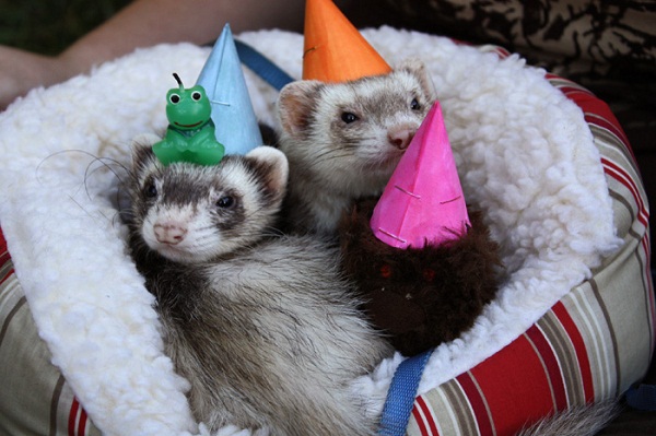 Ferret hard, party harder