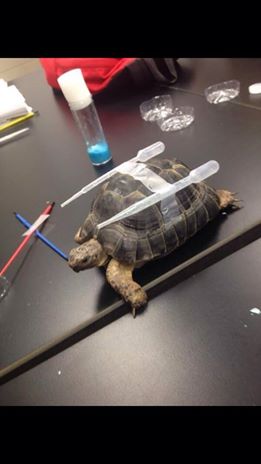 Class turtle has finally evolved into Blastoise.