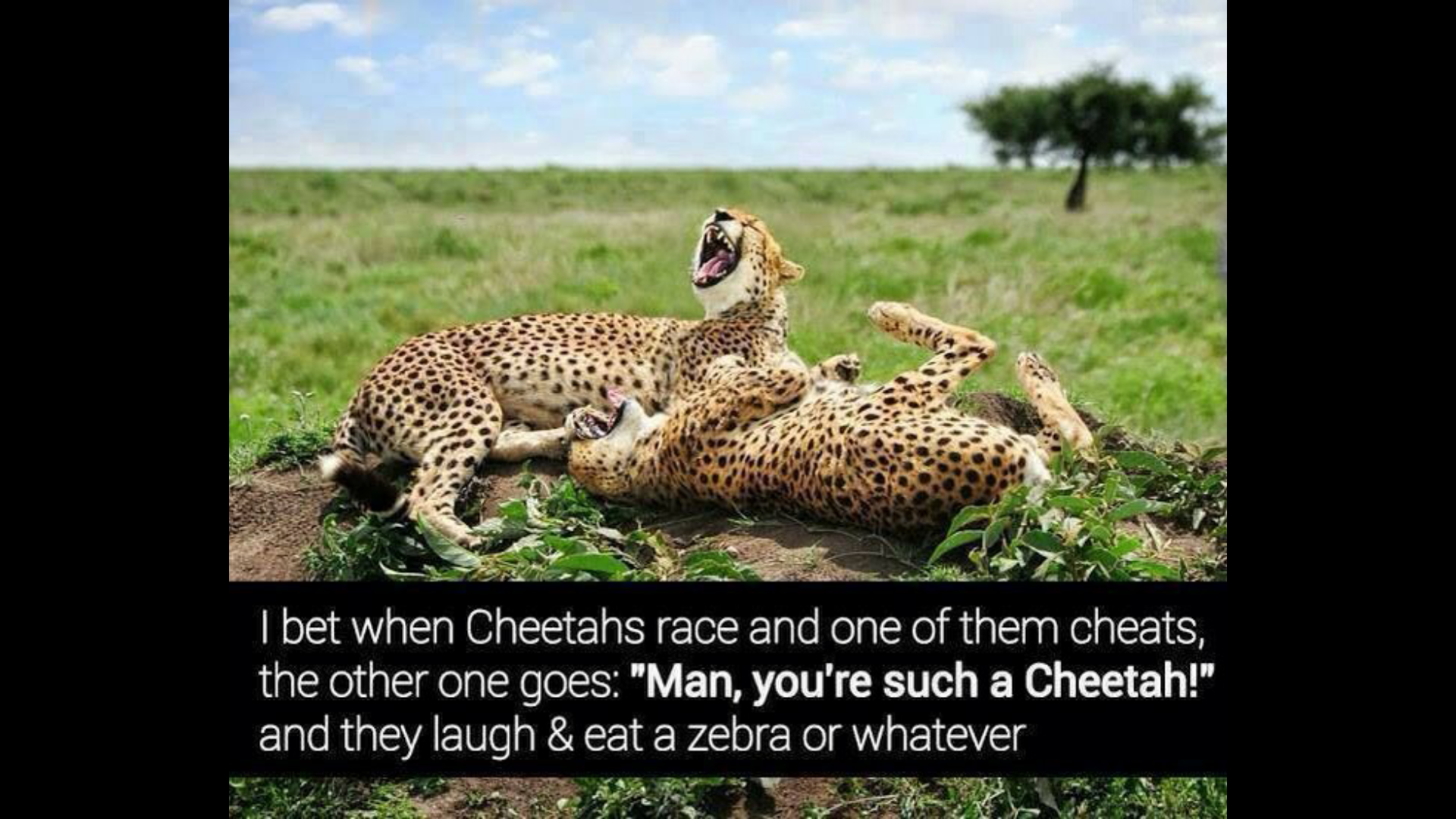 Don't cheetah on meh