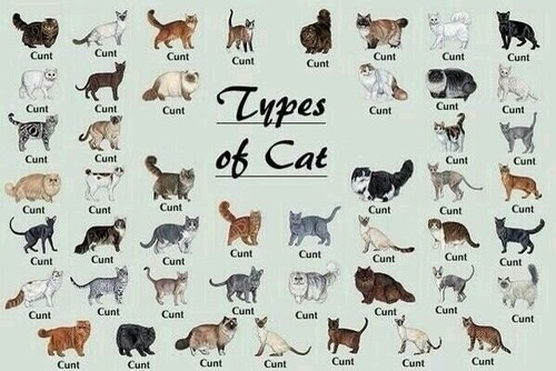 I have one of these ***s