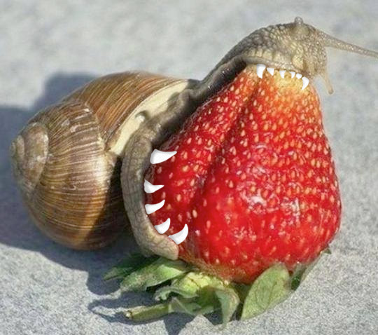 This is how snails eat