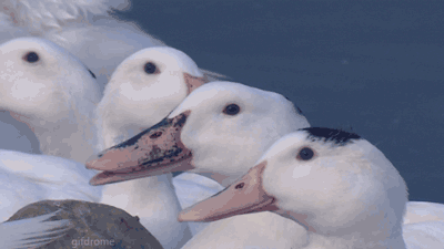 Your reaction when you see that the first duck looks like Hitler