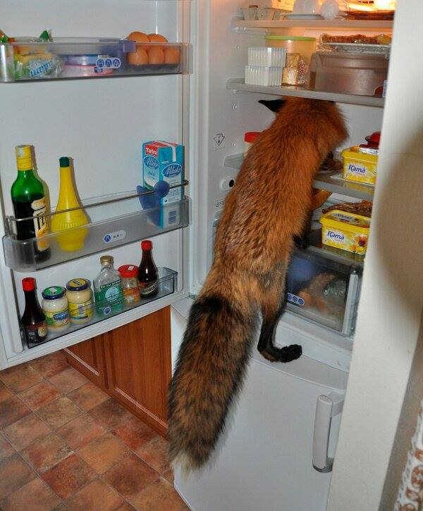 Firefox froze