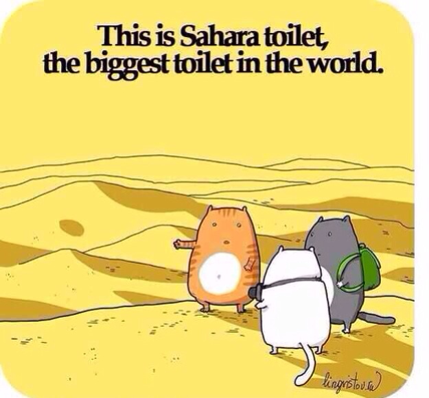 Sahara Litter