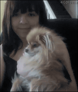 Angry dog is angry...