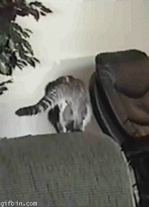 Shortsighted cat