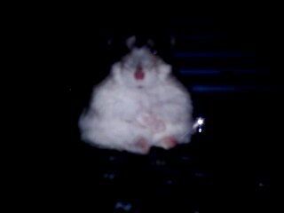 I think my hamster is starting to gain weight...