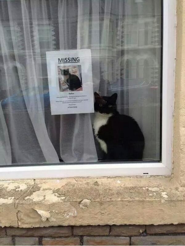 Will we ever find this cat??!
