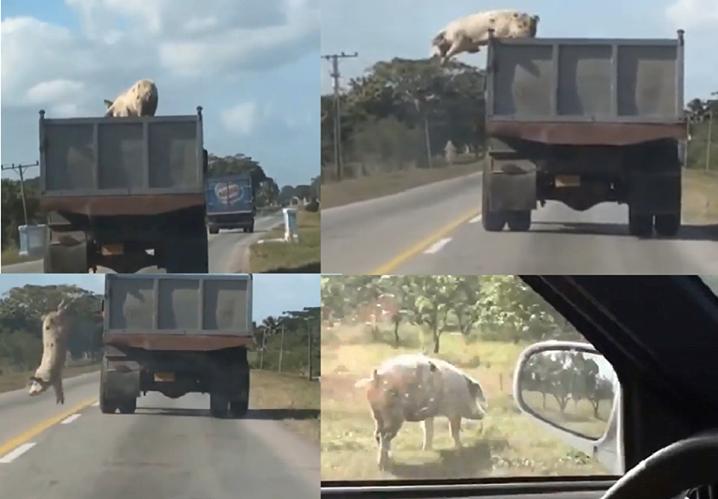 Circle of Life!....Wait what? *Driver: This pig is mine!