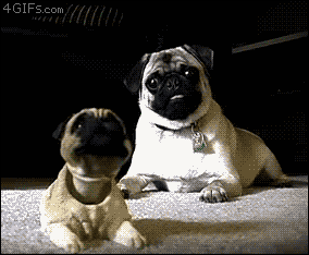 Pug is very confused..