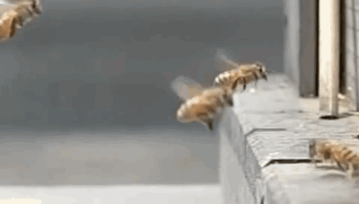 Drunk bees.