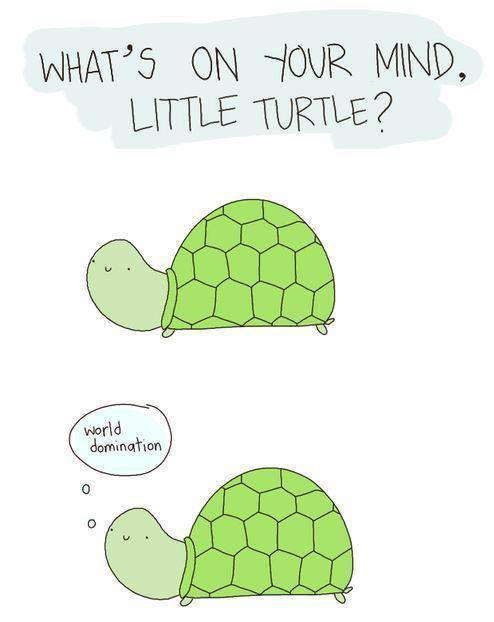 just turtle things
