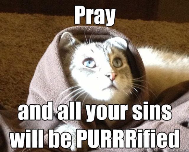 Biblical moments cat