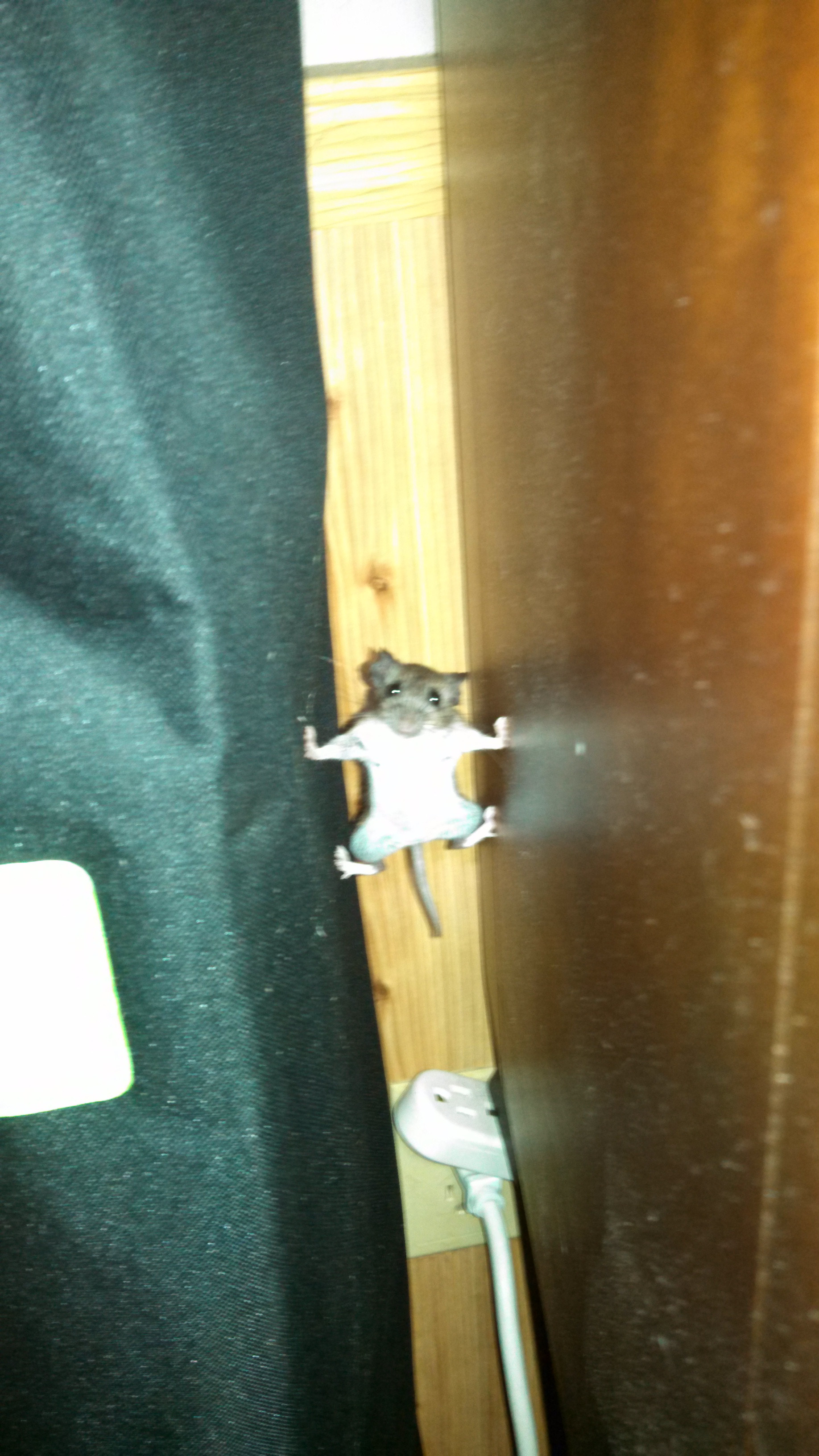 A mouse that went into Mission Impossible mode!