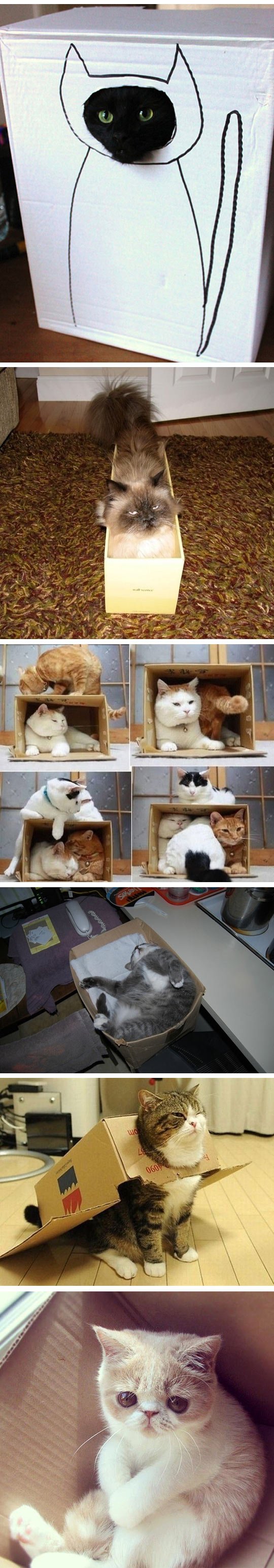 Cats love boxes