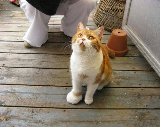 Kitty stepped on a bee
