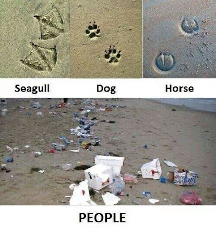Animal tracks on the beach
