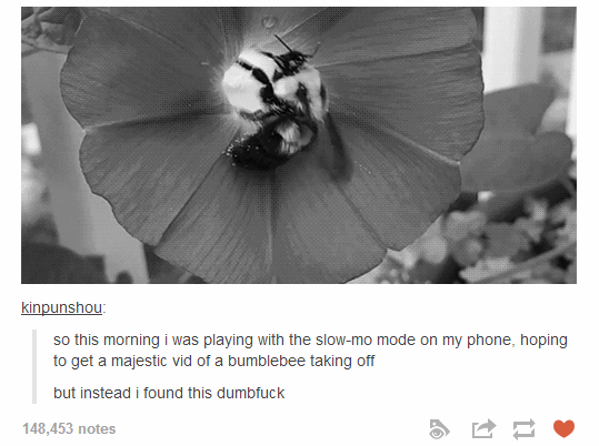 Bumblebee are truly majestic