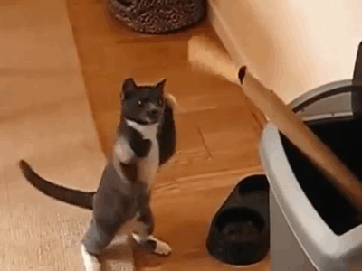 That dog won't touch me again...