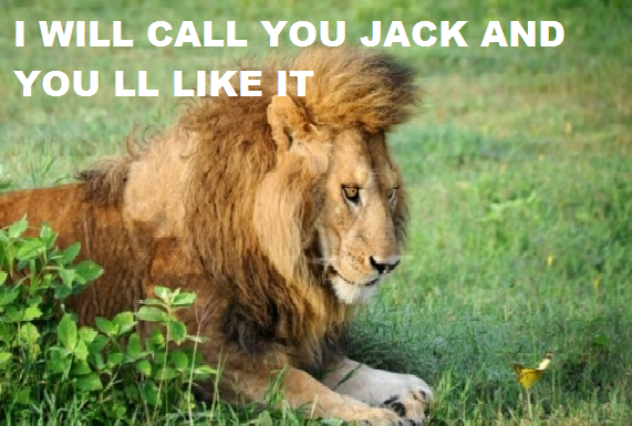 Overly attached lion