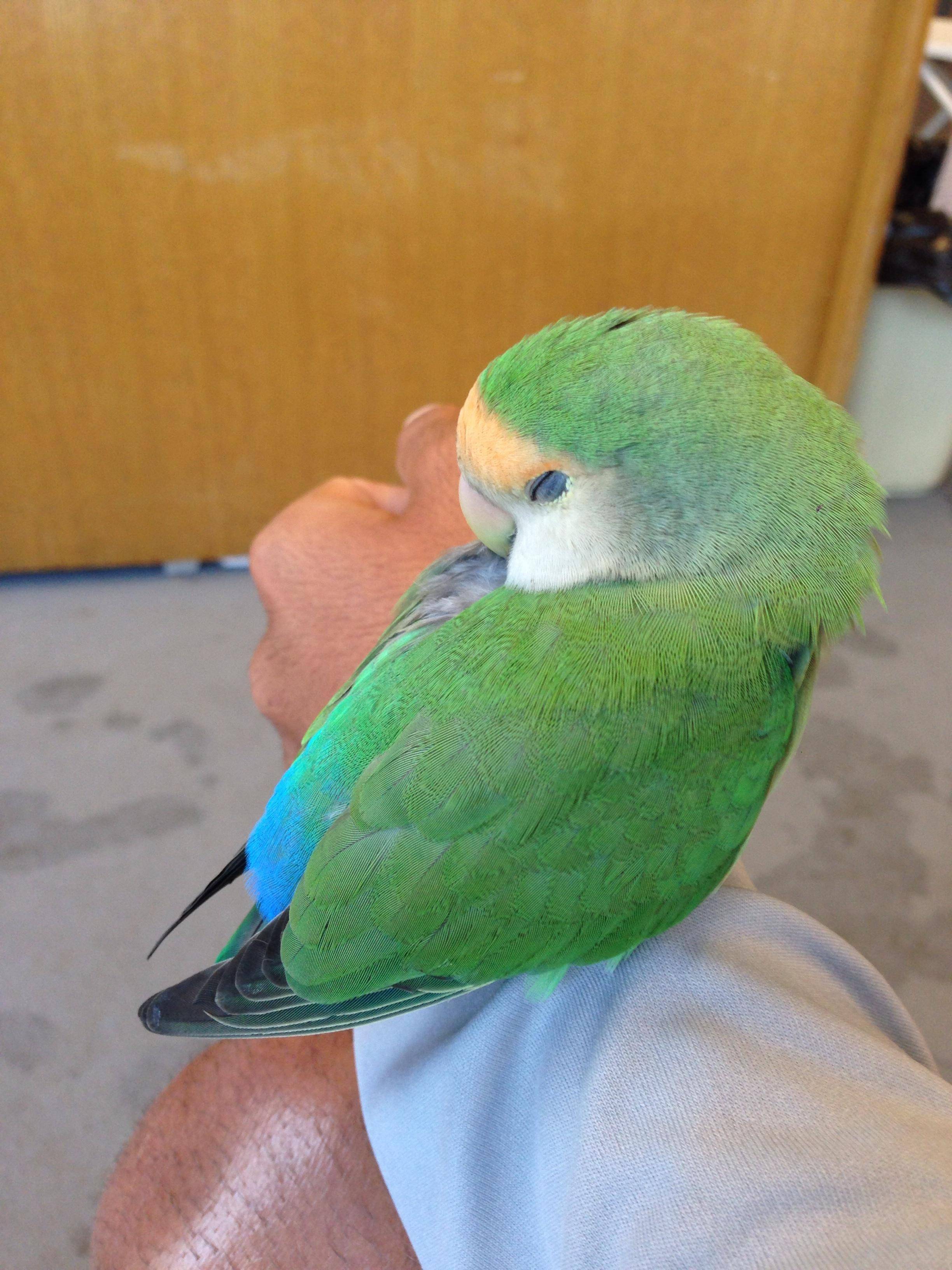 Lost parrot landed on my head then took a nap on me after